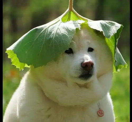 主人在柴犬头上放了片大叶子,它开始表情凝重,后来笑得太灿烂了
