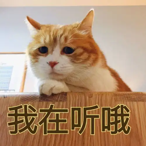 哄你对象时可以用的猫咪表情包