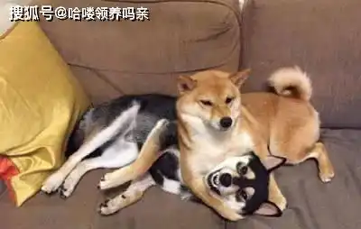 最戏精的狗狗之一柴犬,让人迷恋的绝不止微笑和表情包