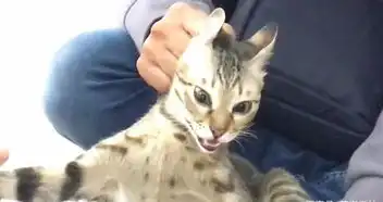记录狸花猫做绝育手术的过程,喵星人的表情完美诠释了生无可恋