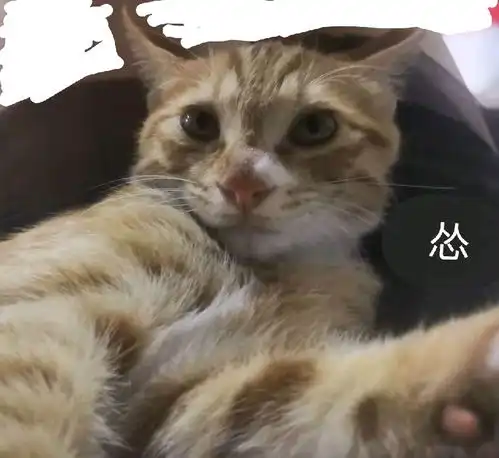 一些我喜欢的猫猫的瞬间