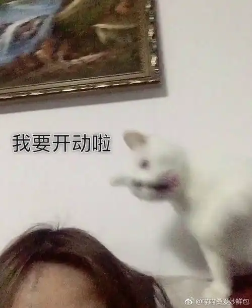 求喵喵桑的问号表情包,顺便来几张mms其他表情包