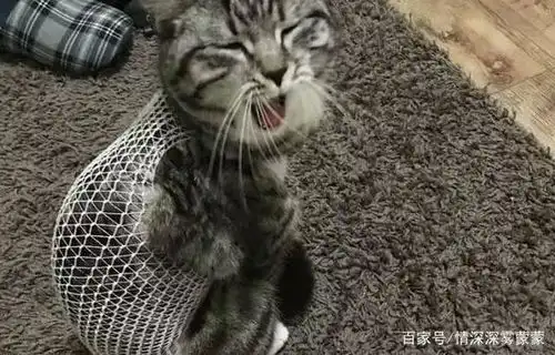 猫咪做完绝育不理主人,主人哄了半天,猫咪终于爆发了