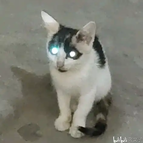 我家的小花猫