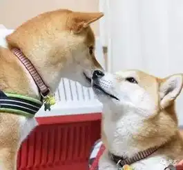 纯种日本柴犬自家的狗狗生的表情丰富的小柴