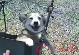 为治狗抑郁让狗荡秋千