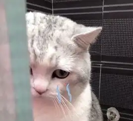 软萌猫咪表情包,用它和男票撒娇,隔着屏幕都是甜腻的味道