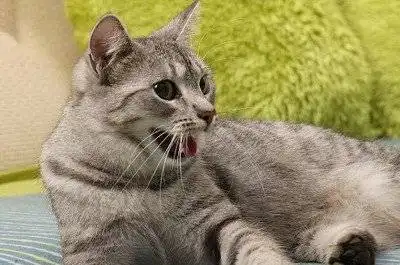 猫的肥厚性心肌病你怕了吗