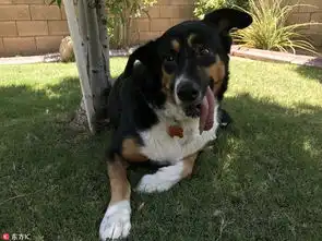 狗狗被遗弃只剩4颗牙获救后因吐舌表情变网红