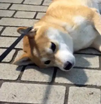 柴犬散步完不肯回家趟在地上,主人走近一看表情笑喷了....