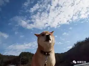 泪目16岁柴犬北登去世,你的表情包里肯定有它