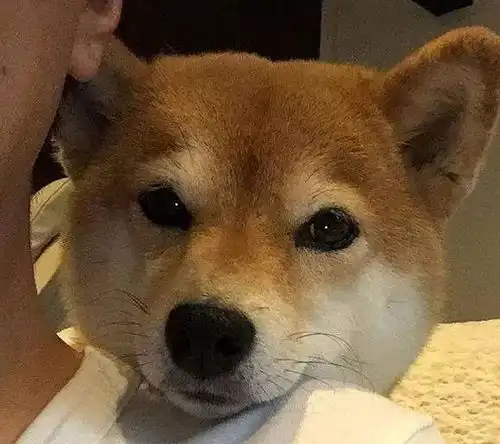 来自灵魂的一击,表情包你在背着我干什么搞事带妹