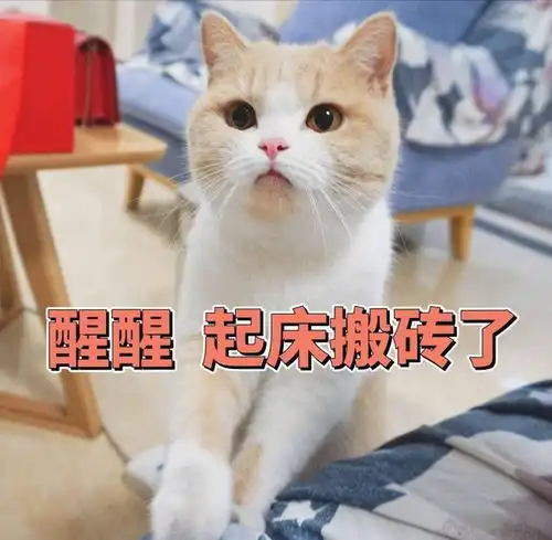 猫咪临终前,最放心不下的事,看完让人落泪