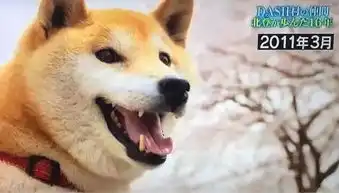 我的表情包去世了再见小柴