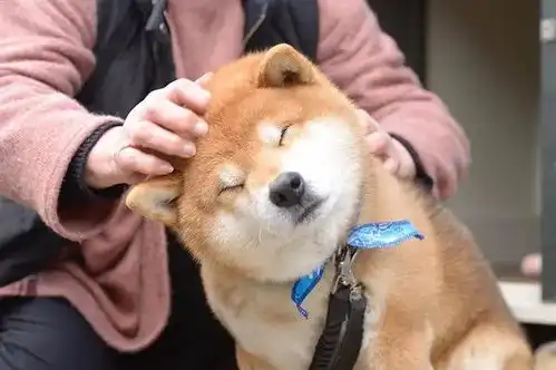 霸道总裁网红柴犬10岁了,以歪嘴笑走红网络,堪称移动表情包