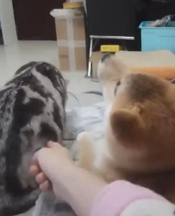 主人手贱撩猫,猫咪回头就给了狗狗一巴掌,狗狗彻底懵圈了