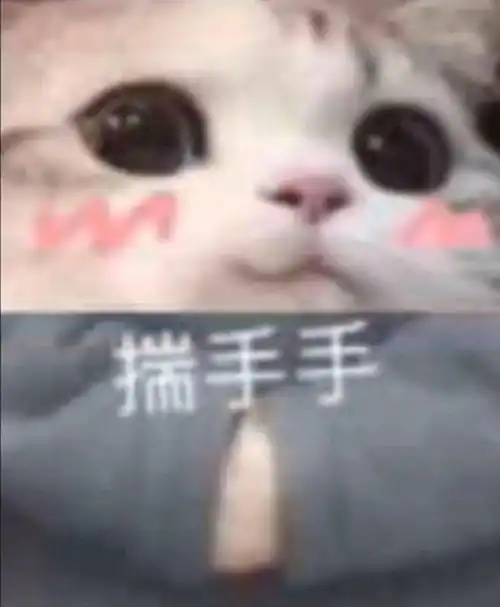 一只超可爱的大眼猫咪表情包合集