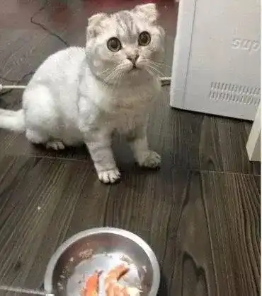 铲屎官好心给猫咪加餐,猫咪却露出这副表情,喵确定给我了吗