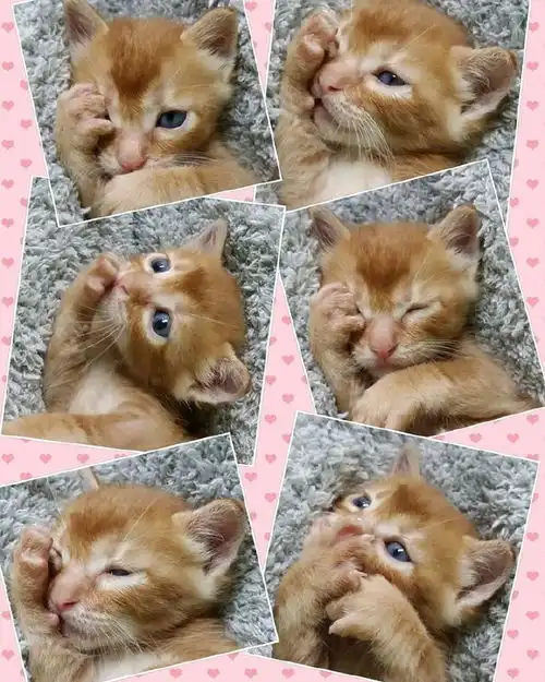 猫咪生气的时候表情还真是丰富啊