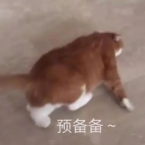 猫咪生产必须知道的事迎接新成员,就要做好这些准备