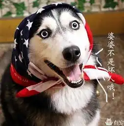 缺钱时,你最需要的,可能是只二哈