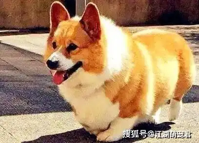 同样是短腿犬,法斗犬壮实,腊肠犬身长,最后柯基肥臀胜利了