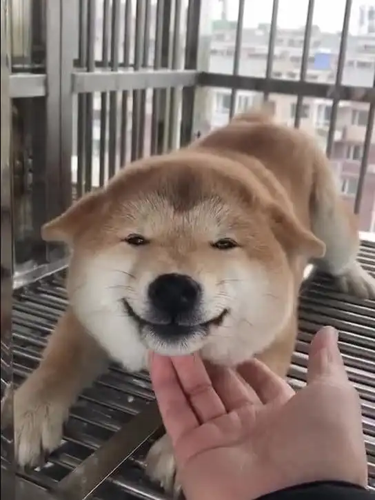 柴犬的笑容太有魔性了,看着就想笑