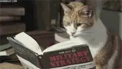 最搞笑gif猫咪动图火爆网络,快来收集一波表情包