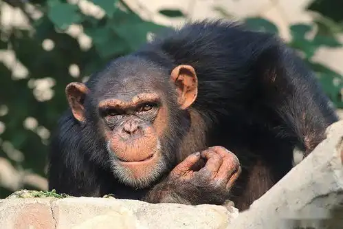 双节假期人多的日子,黑猩猩看人时脸上出现的表情包