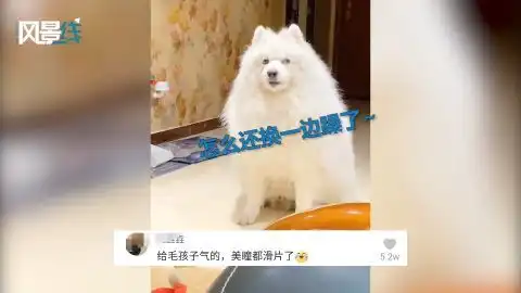 狗子被楼上邻居吵醒对着天花板翻白眼叹气一脸无奈表情笑翻网友