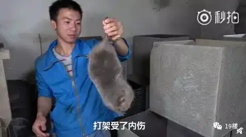 竹鼠杀手华农兄弟火了吃竹鼠的一百种理由了解一下