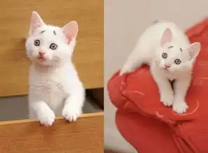 自带囧表情的小萌猫