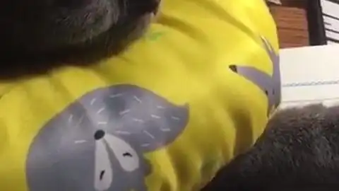 清华路上的绊脚石