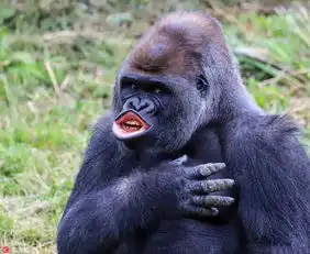 晒晒动物界的超级戏精爱表演狂甩表情包