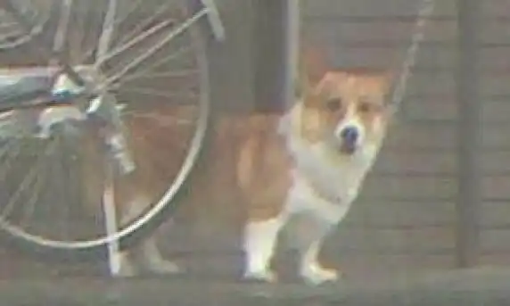 柴犬坚持和爷爷大雨中漫步,成果后边柯基表情却让人笑喷