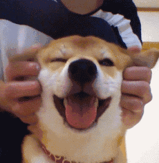 曾用一张笑脸治愈无数人的柴犬北登,今后只能用表情包缅怀