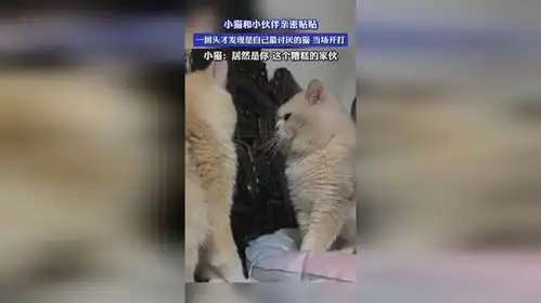 小猫和小伙伴亲密贴贴,一回头才发现是自己最讨厌的猫当场开打