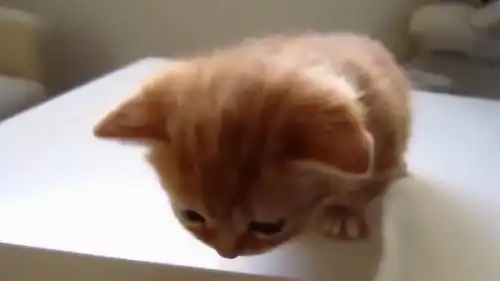 小猫咪想要从桌子上下去,奶萌奶萌的表情,被镜头记录下来