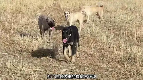 牧民带领5条牧羊犬,去树林驱赶猎杀了两只羊的狼群牧羊犬狼