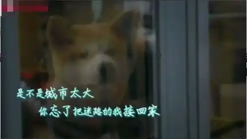 被遗弃的柴犬变苦瓜脸,它的笑容不见了