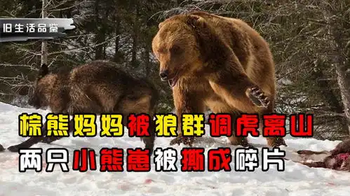 棕熊妈妈被狼群调虎离山,两只小熊崽遭殃了被活生生撕成碎片