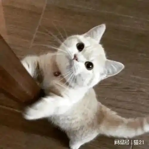 猫咪绝育,这一篇你要收好