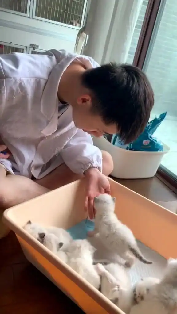 小心翼翼爬向铲屎官,小奶猫