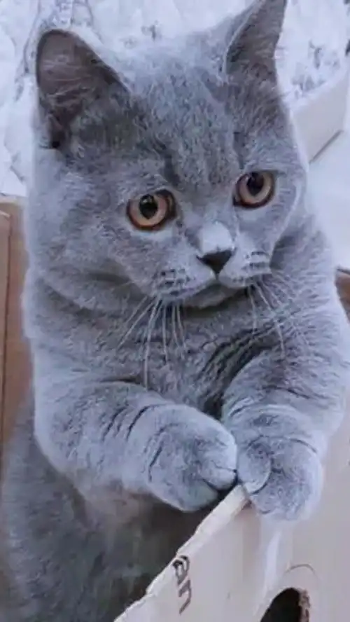 小猫咪的表情包萌翻了创作灵感猫咪的迷惑行为