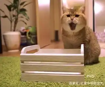 主人给胖猫买了张床,可惜只能放3只脚,猫你想气死我吗