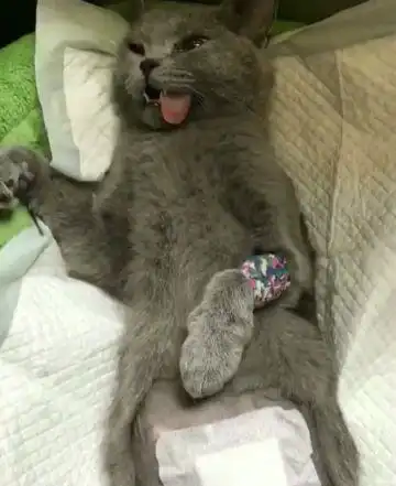 蓝猫绝育后见到前任女友,不为所动,主人看见后却觉得对不住了