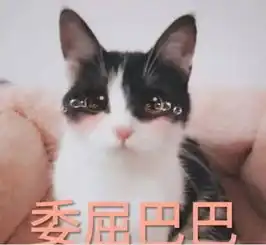 因为,伊歌莉无可挑剔