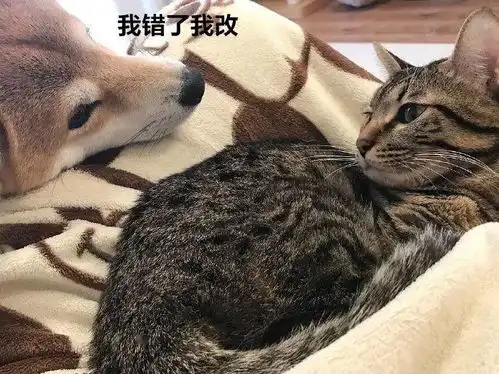 一只柴柴的霸道总裁追妻路...