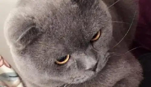 主人忘记喂猫,回家撸猫时,被蓝猫的举动感动