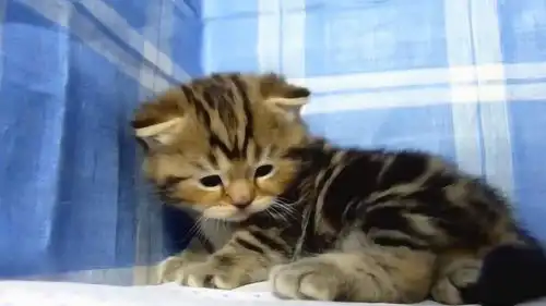 哪里来的小萌猫啊这委屈巴巴的小表情,真是逗呢